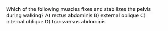 Which of the following muscles fixes and stabilizes the pelvis during walking? A) rectus abdominis B) external oblique C) internal oblique D) transversus abdominis