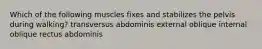 Which of the following muscles fixes and stabilizes the pelvis during walking? transversus abdominis external oblique internal oblique rectus abdominis