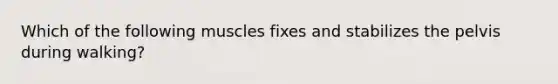 Which of the following muscles fixes and stabilizes the pelvis during walking?