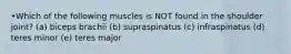 •Which of the following muscles is NOT found in the shoulder joint? (a) biceps brachii (b) supraspinatus (c) infraspinatus (d) teres minor (e) teres major