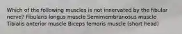 Which of the following muscles is not innervated by the fibular nerve? Fibularis longus muscle Semimembranosus muscle Tibialis anterior muscle Biceps femoris muscle (short head)