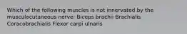 Which of the following muscles is not innervated by the musculocutaneous nerve: Biceps brachii Brachialis Coracobrachialis Flexor carpi ulnaris