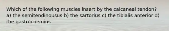 Which of the following muscles insert by the calcaneal tendon? a) the semitendinousus b) the sartorius c) the tibialis anterior d) the gastrocnemius