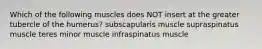 Which of the following muscles does NOT insert at the greater tubercle of the humerus? subscapularis muscle supraspinatus muscle teres minor muscle infraspinatus muscle