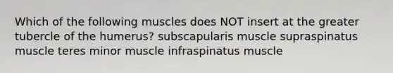 Which of the following muscles does NOT insert at the greater tubercle of the humerus? subscapularis muscle supraspinatus muscle teres minor muscle infraspinatus muscle