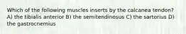 Which of the following muscles inserts by the calcanea tendon? A) the tibialis anterior B) the semitendinosus C) the sartorius D) the gastrocnemius