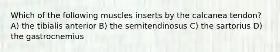 Which of the following muscles inserts by the calcanea tendon? A) the tibialis anterior B) the semitendinosus C) the sartorius D) the gastrocnemius