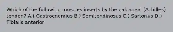 Which of the following muscles inserts by the calcaneal (Achilles) tendon? A.) Gastrocnemius B.) Semitendinosus C.) Sartorius D.) Tibialis anterior