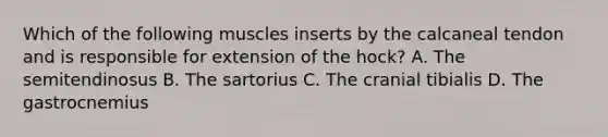 Which of the following muscles inserts by the calcaneal tendon and is responsible for extension of the hock? A. The semitendinosus B. The sartorius C. The cranial tibialis D. The gastrocnemius