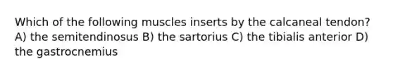 Which of the following muscles inserts by the calcaneal tendon? A) the semitendinosus B) the sartorius C) the tibialis anterior D) the gastrocnemius