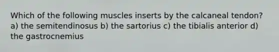 Which of the following muscles inserts by the calcaneal tendon? a) the semitendinosus b) the sartorius c) the tibialis anterior d) the gastrocnemius