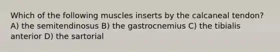 Which of the following muscles inserts by the calcaneal tendon? A) the semitendinosus B) the gastrocnemius C) the tibialis anterior D) the sartorial