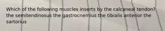 Which of the following muscles inserts by the calcaneal tendon? the semitendinosus the gastrocnemius the tibialis anterior the sartorius