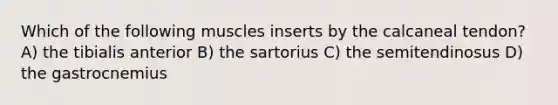 Which of the following muscles inserts by the calcaneal tendon? A) the tibialis anterior B) the sartorius C) the semitendinosus D) the gastrocnemius