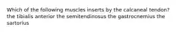 Which of the following muscles inserts by the calcaneal tendon? the tibialis anterior the semitendinosus the gastrocnemius the sartorius