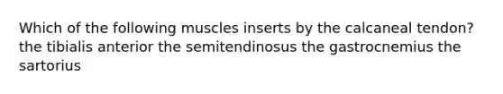 Which of the following muscles inserts by the calcaneal tendon? the tibialis anterior the semitendinosus the gastrocnemius the sartorius