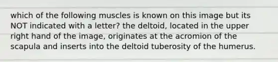 which of the following muscles is known on this image but its NOT indicated with a letter? the deltoid, located in the upper right hand of the image, originates at the acromion of the scapula and inserts into the deltoid tuberosity of the humerus.