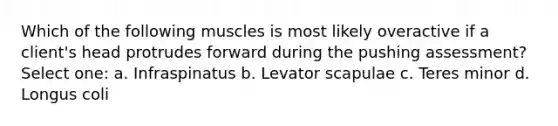 Which of the following muscles is most likely overactive if a client's head protrudes forward during the pushing assessment? Select one: a. Infraspinatus b. Levator scapulae c. Teres minor d. Longus coli