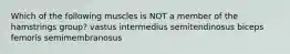 Which of the following muscles is NOT a member of the hamstrings group? vastus intermedius semitendinosus biceps femoris semimembranosus