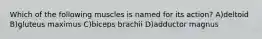Which of the following muscles is named for its action? A)deltoid B)gluteus maximus C)biceps brachii D)adductor magnus