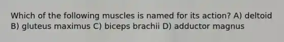 Which of the following muscles is named for its action? A) deltoid B) gluteus maximus C) biceps brachii D) adductor magnus