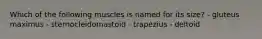 Which of the following muscles is named for its size? - gluteus maximus - sternocleidomastoid - trapezius - deltoid