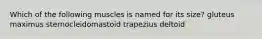 Which of the following muscles is named for its size? gluteus maximus sternocleidomastoid trapezius deltoid