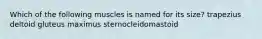 Which of the following muscles is named for its size? trapezius deltoid gluteus maximus sternocleidomastoid