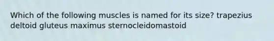 Which of the following muscles is named for its size? trapezius deltoid gluteus maximus sternocleidomastoid