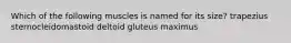 Which of the following muscles is named for its size? trapezius sternocleidomastoid deltoid gluteus maximus