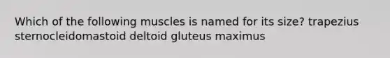 Which of the following muscles is named for its size? trapezius sternocleidomastoid deltoid gluteus maximus