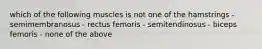 which of the following muscles is not one of the hamstrings - semimembranosus - rectus femoris - semitendinosus - biceps femoris - none of the above