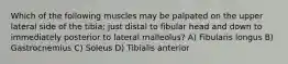 Which of the following muscles may be palpated on the upper lateral side of the tibia; just distal to fibular head and down to immediately posterior to lateral malleolus? A) Fibularis longus B) Gastrocnemius C) Soleus D) Tibialis anterior