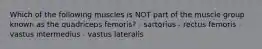 Which of the following muscles is NOT part of the muscle group known as the quadriceps femoris? - sartorius - rectus femoris - vastus intermedius - vastus lateralis