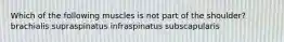 Which of the following muscles is not part of the shoulder? brachialis supraspinatus infraspinatus subscapularis