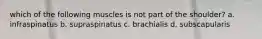 which of the following muscles is not part of the shoulder? a. infraspinatus b. supraspinatus c. brachialis d. subscapularis