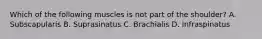 Which of the following muscles is not part of the shoulder? A. Subscapularis B. Suprasinatus C. Brachialis D. Infraspinatus