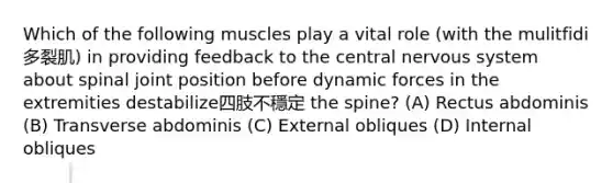 Which of the following muscles play a vital role (with the mulitfidi多裂肌) in providing feedback to the central nervous system about spinal joint position before dynamic forces in the extremities destabilize四肢不穩定 the spine? (A) Rectus abdominis (B) Transverse abdominis (C) External obliques (D) Internal obliques