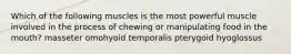 Which of the following muscles is the most powerful muscle involved in the process of chewing or manipulating food in the mouth? masseter omohyoid temporalis pterygoid hyoglossus