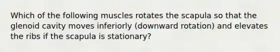 Which of the following muscles rotates the scapula so that the glenoid cavity moves inferiorly (downward rotation) and elevates the ribs if the scapula is stationary?