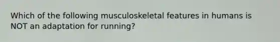 Which of the following musculoskeletal features in humans is NOT an adaptation for running?