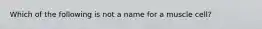 Which of the following is not a name for a muscle cell?