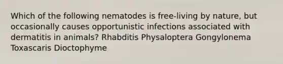 Which of the following nematodes is free-living by nature, but occasionally causes opportunistic infections associated with dermatitis in animals? Rhabditis Physaloptera Gongylonema Toxascaris Dioctophyme