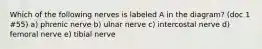 Which of the following nerves is labeled A in the diagram? (doc 1 #55) a) phrenic nerve b) ulnar nerve c) intercostal nerve d) femoral nerve e) tibial nerve