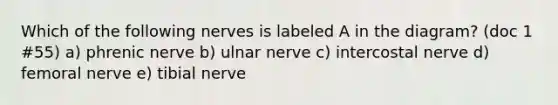 Which of the following nerves is labeled A in the diagram? (doc 1 #55) a) phrenic nerve b) ulnar nerve c) intercostal nerve d) femoral nerve e) tibial nerve