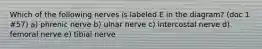 Which of the following nerves is labeled E in the diagram? (doc 1 #57) a) phrenic nerve b) ulnar nerve c) intercostal nerve d) femoral nerve e) tibial nerve