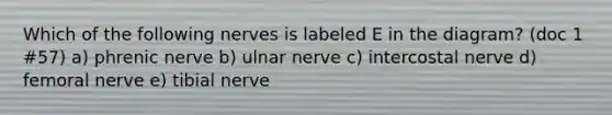 Which of the following nerves is labeled E in the diagram? (doc 1 #57) a) phrenic nerve b) ulnar nerve c) intercostal nerve d) femoral nerve e) tibial nerve