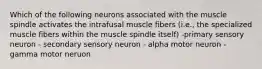 Which of the following neurons associated with the muscle spindle activates the intrafusal muscle fibers (i.e., the specialized muscle fibers within the muscle spindle itself) -primary sensory neuron - secondary sensory neuron - alpha motor neuron -gamma motor neruon