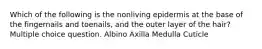 Which of the following is the nonliving epidermis at the base of the fingernails and toenails, and the outer layer of the hair? Multiple choice question. Albino Axilla Medulla Cuticle