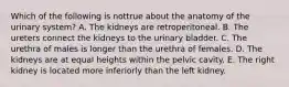 Which of the following is nottrue about the anatomy of the urinary system? A. The kidneys are retroperitoneal. B. The ureters connect the kidneys to the urinary bladder. C. The urethra of males is longer than the urethra of females. D. The kidneys are at equal heights within the pelvic cavity. E. The right kidney is located more inferiorly than the left kidney.